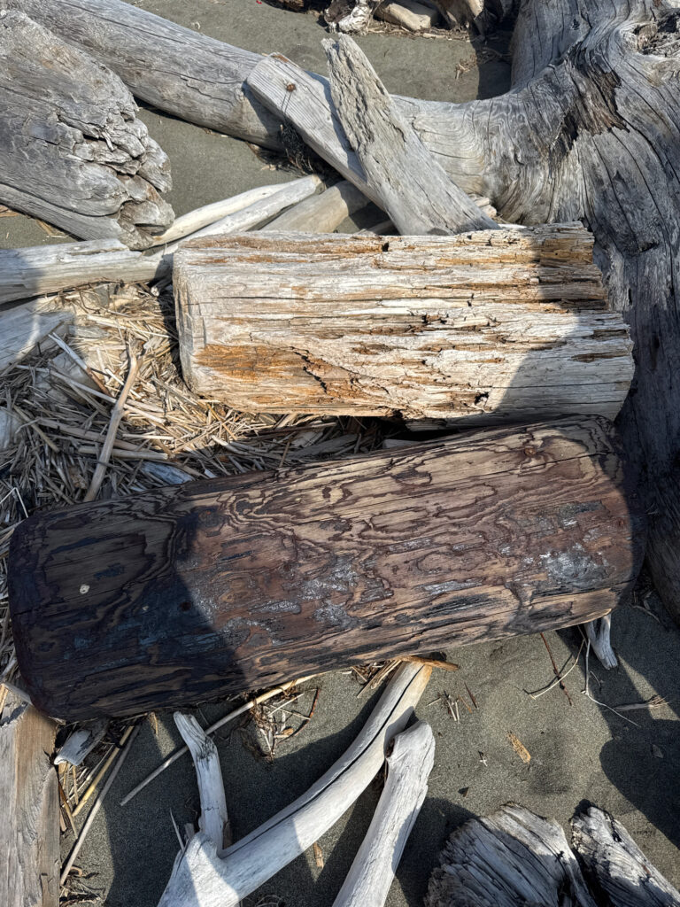 a pile of cut down trees (MyCoast AI)