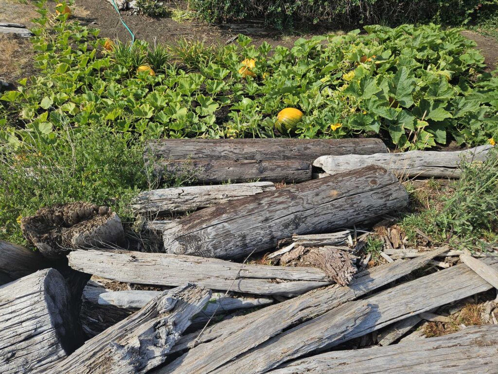 a group of logs in a garden (MyCoast AI)