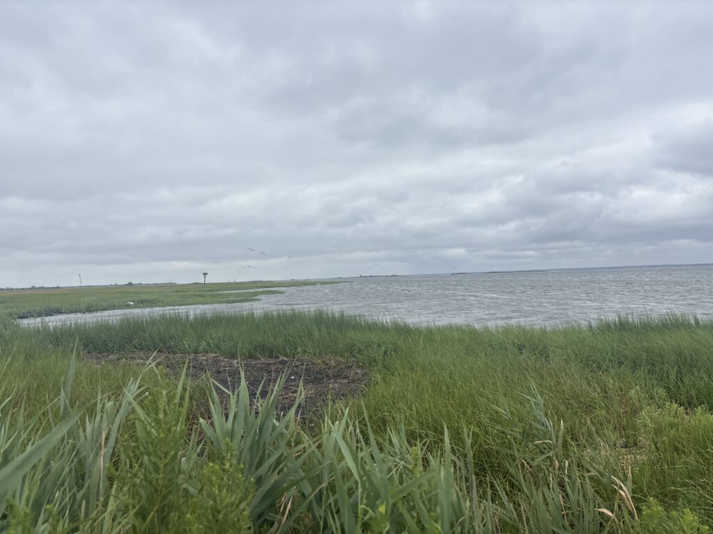 a grassy area next to a body of water (MyCoast AI)