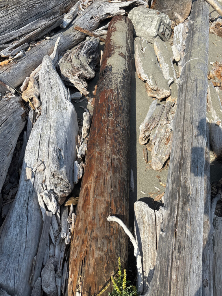 a group of logs (MyCoast AI)