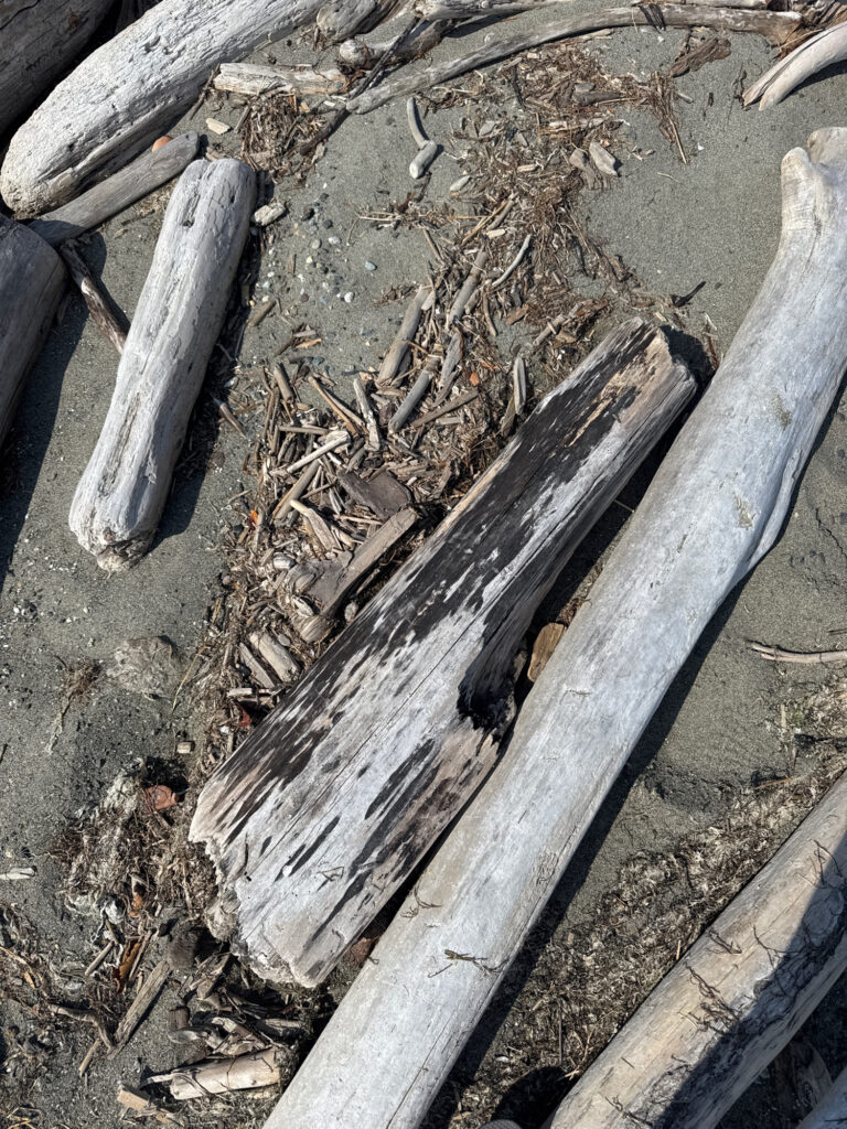 a close-up of a broken wood plank (MyCoast AI)