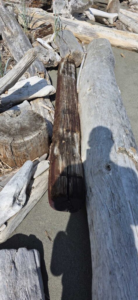 a group of logs (MyCoast AI)
