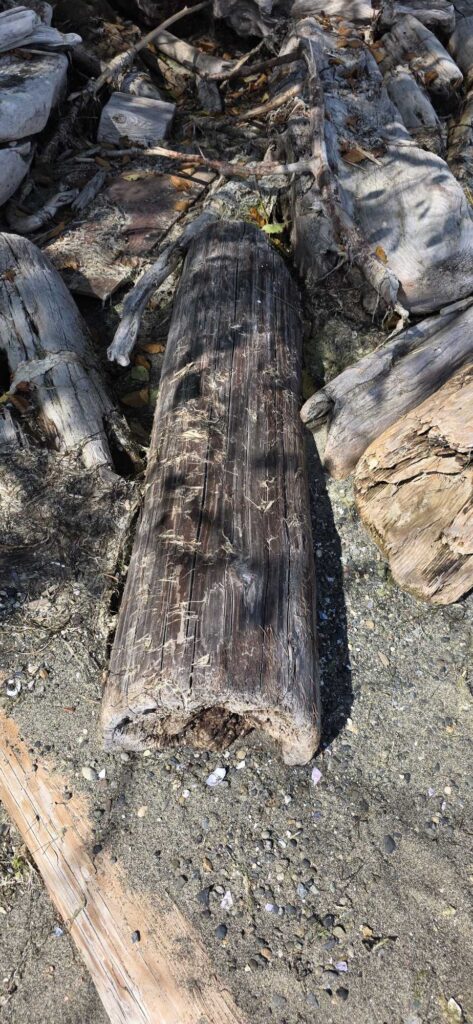 a tree stump in the woods (MyCoast AI)