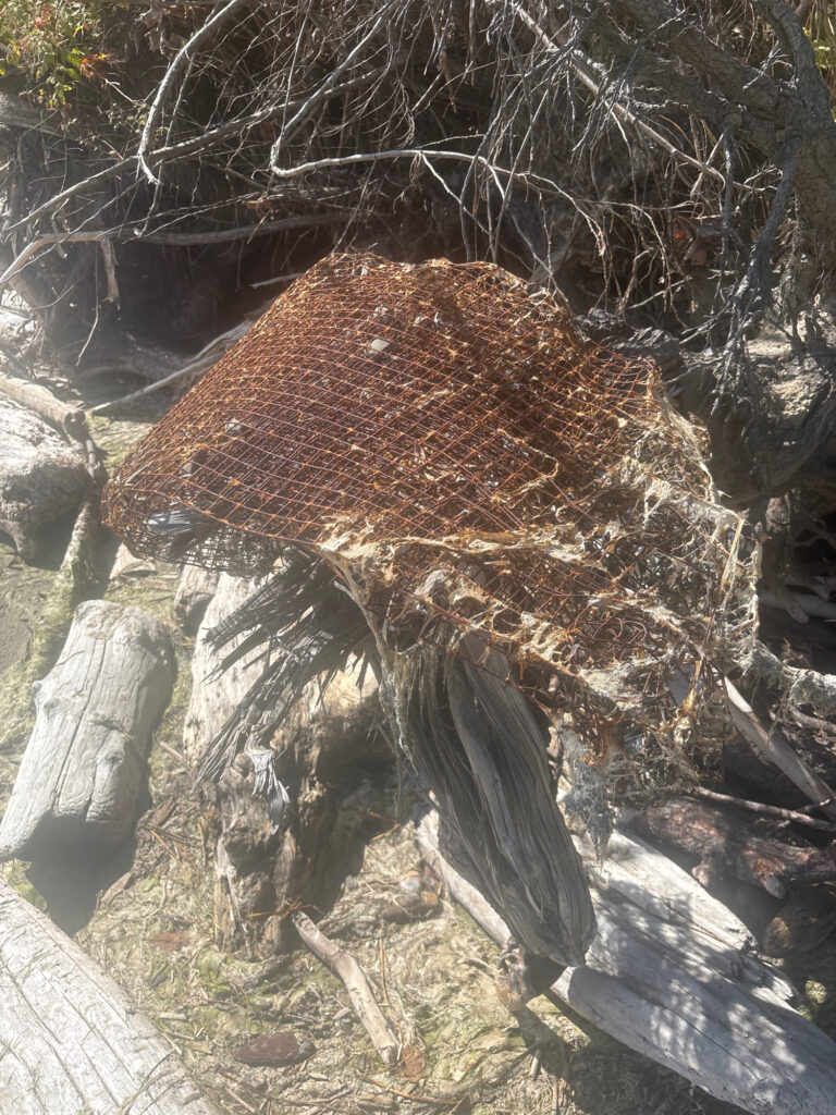a mushroom growing in a tree (MyCoast AI)