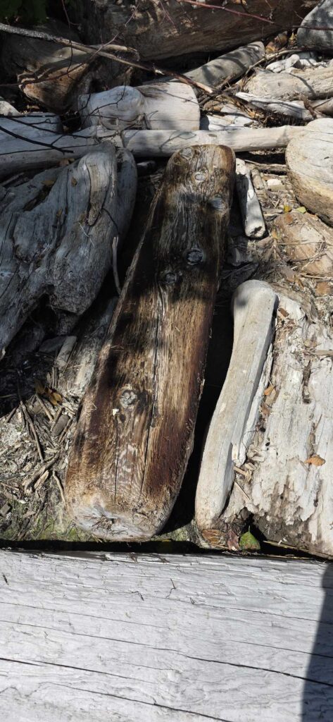 a log on a wood deck (MyCoast AI)