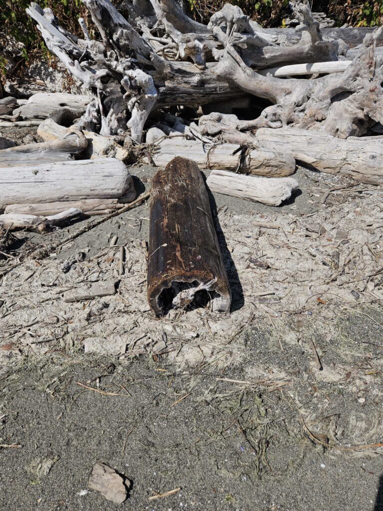 a small animal in a hole in the ground (MyCoast AI)
