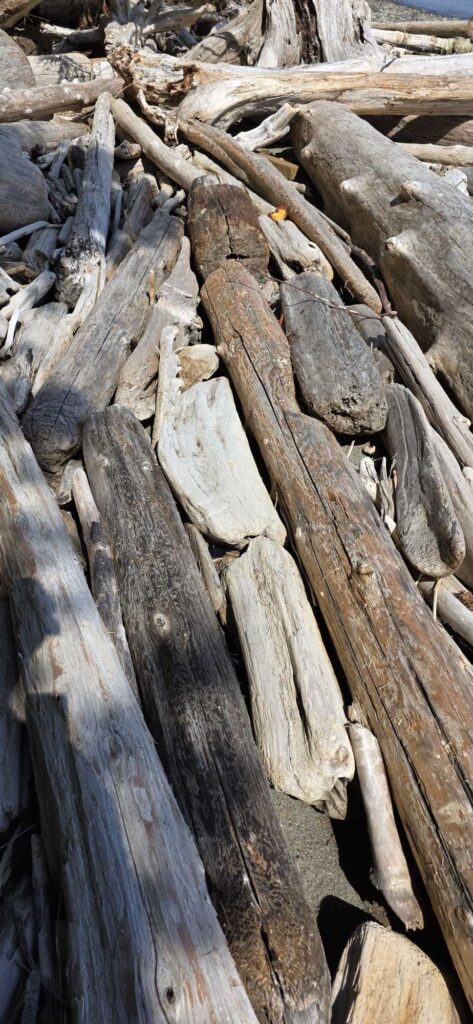 a pile of cut logs (MyCoast AI)