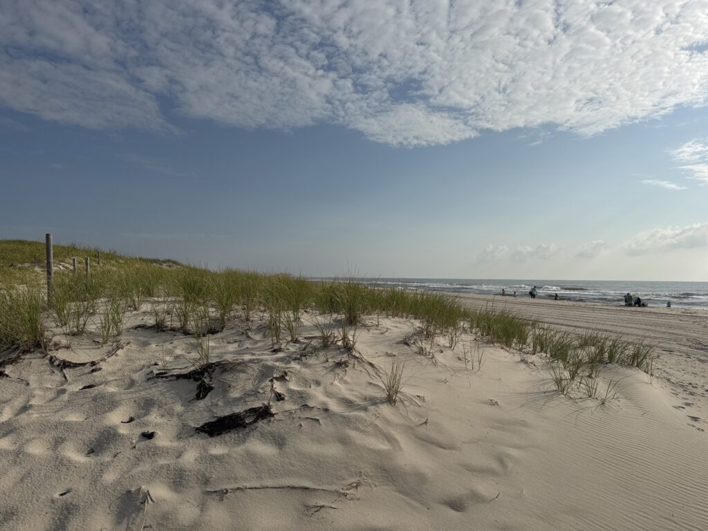 a sandy beach with plants and water (MyCoast AI)
