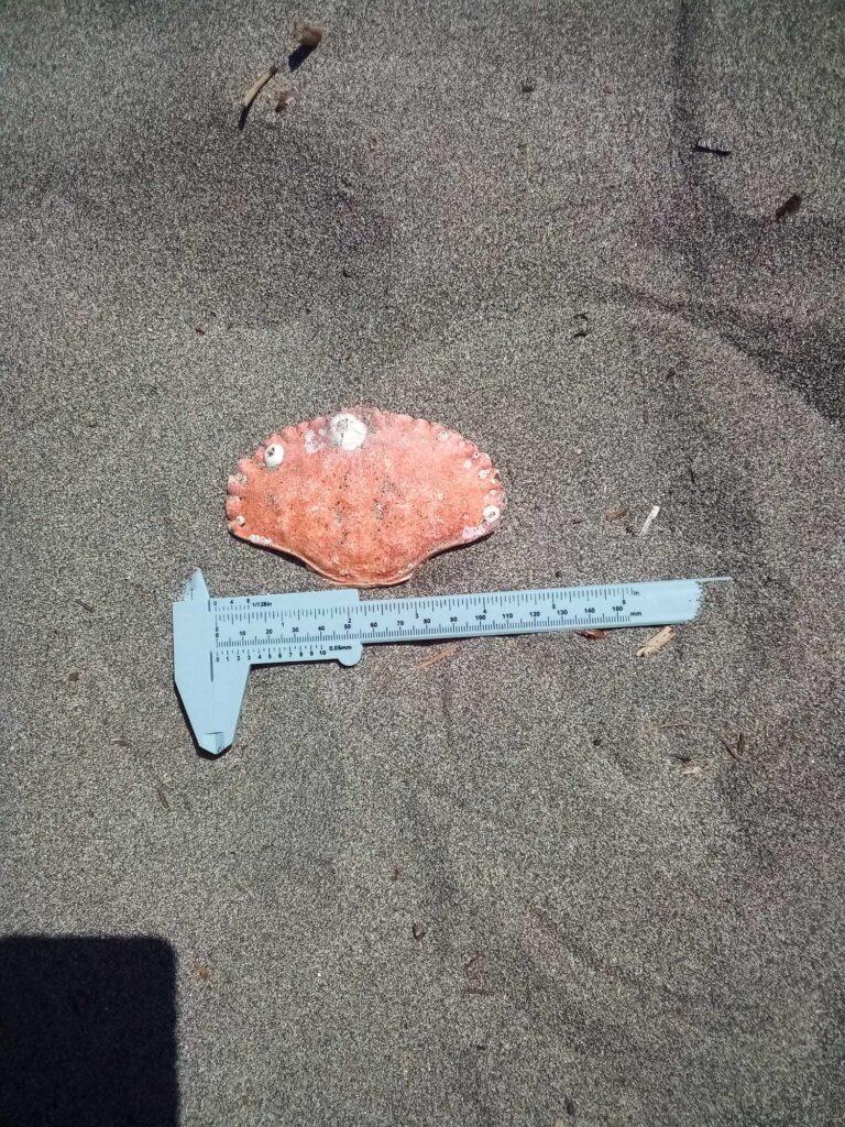 a piece of meat on a cutting board next to a ruler (MyCoast AI)