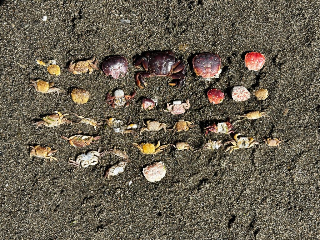 a group of small rocks on the ground (MyCoast AI)