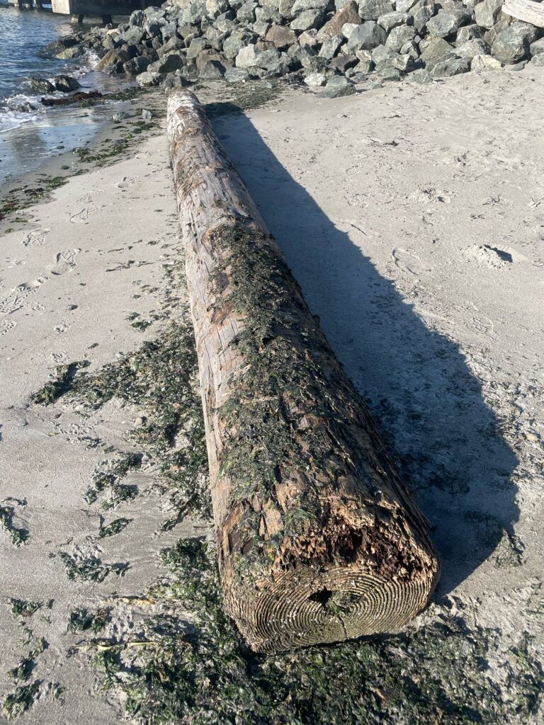 a large piece of wood on the beach (MyCoast AI)