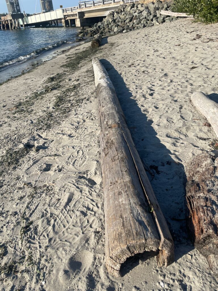 a large group of birds on a beach (MyCoast AI)