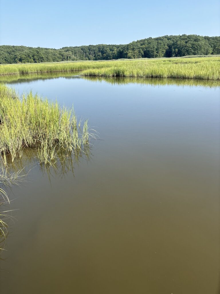 a body of water with grass and trees in the background (MyCoast AI)