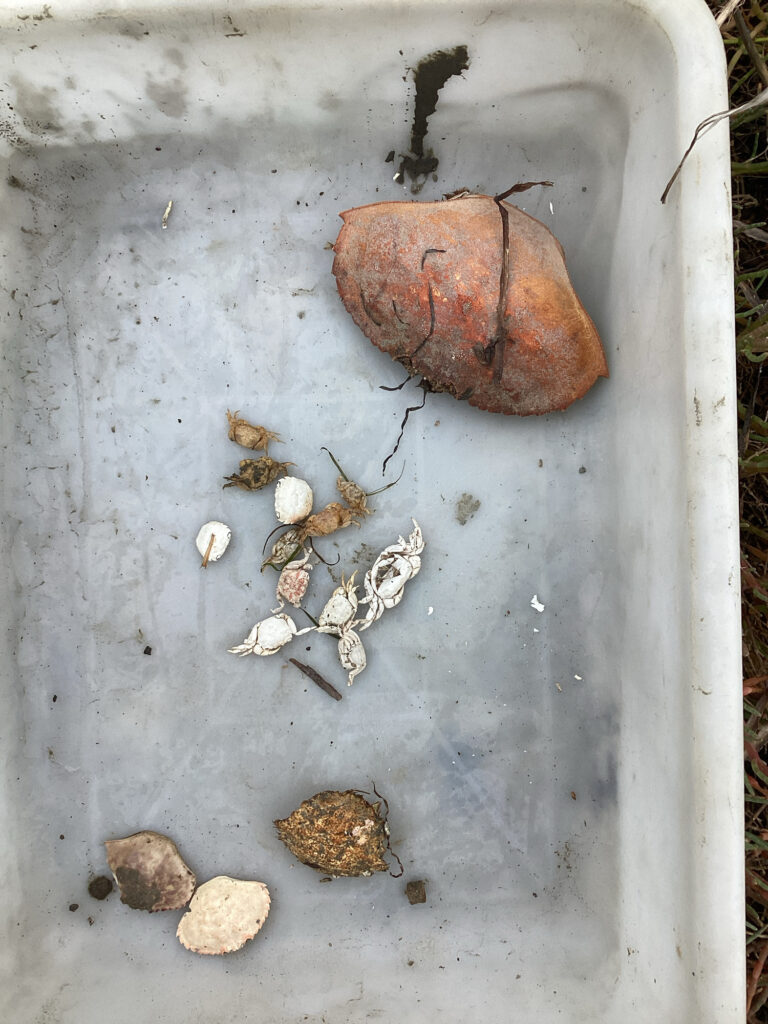 a group of mushrooms on a white surface (MyCoast AI)
