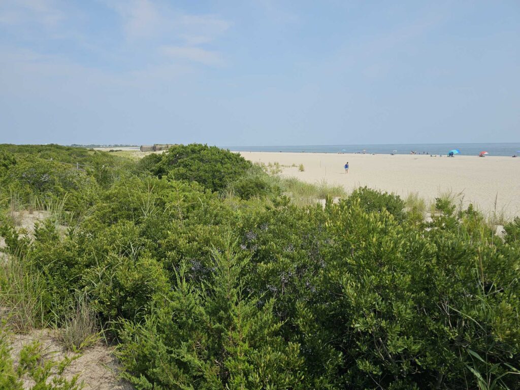 a group of trees next to a beach (MyCoast AI)