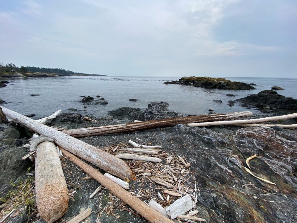 a group of logs on a beach (MyCoast AI)