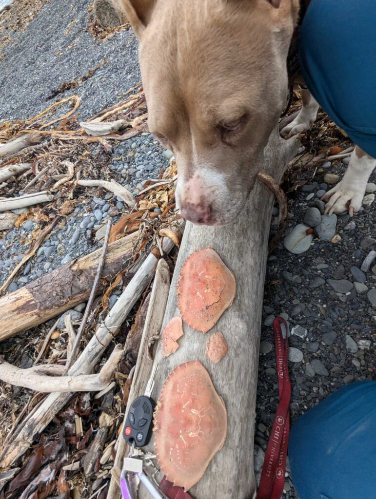 a dog with a skateboard (MyCoast AI)