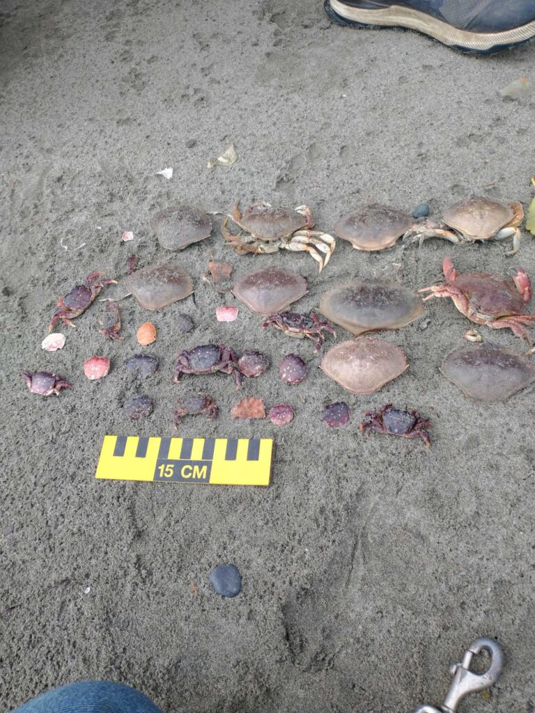a group of small fish on the ground (MyCoast AI)