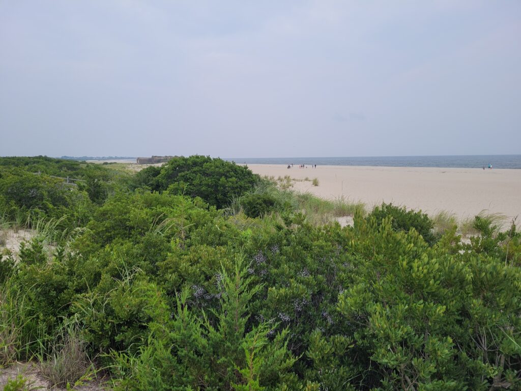 a beach with trees and bushes (MyCoast AI)