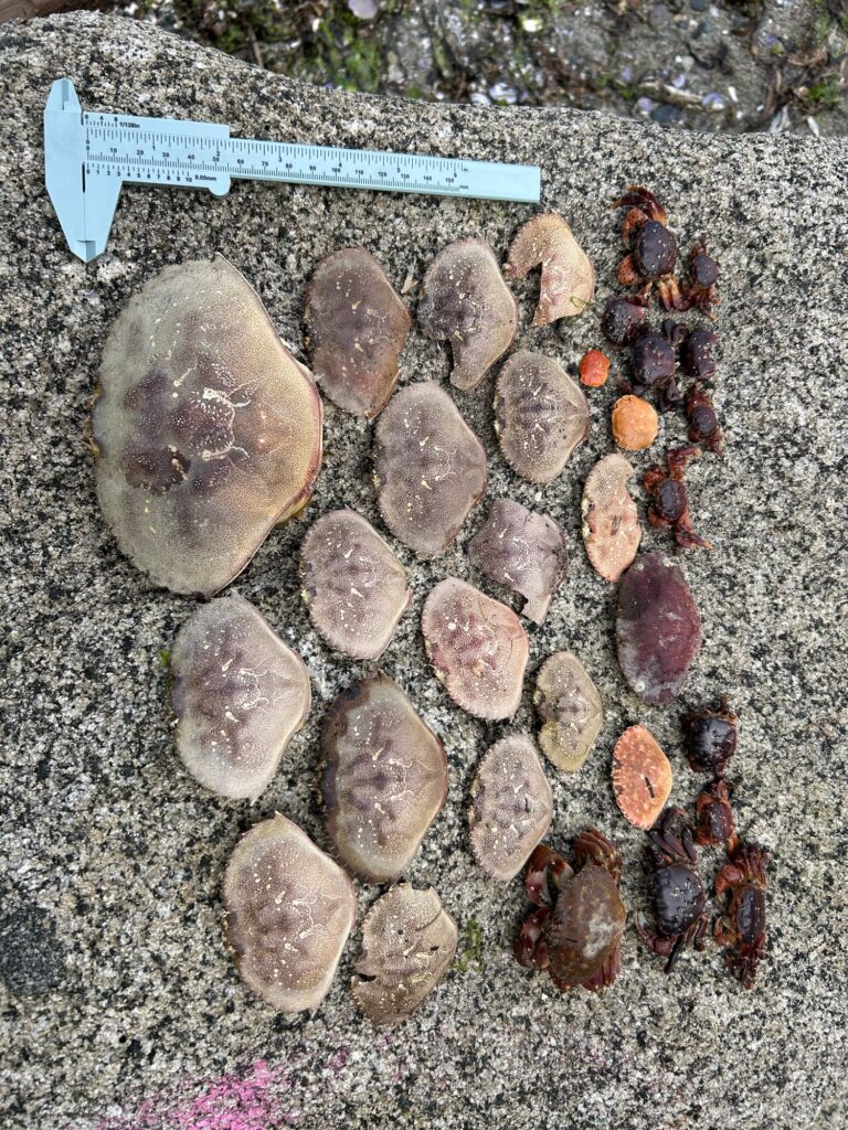 a group of rocks (MyCoast AI)