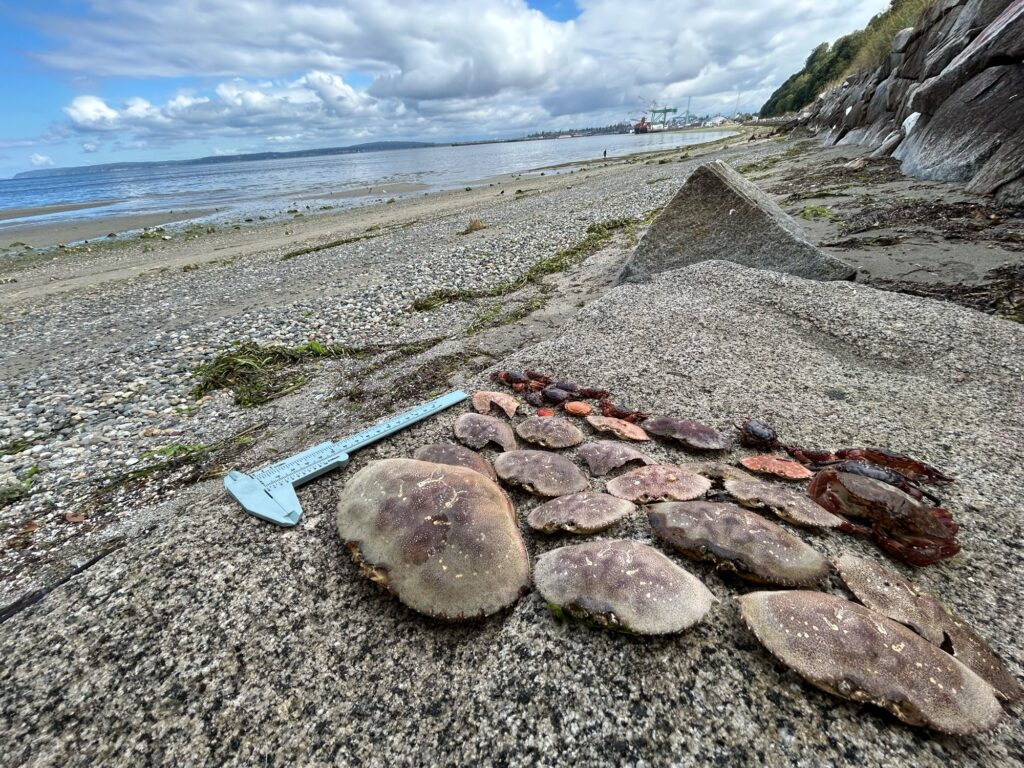 a rocky beach with a blue plastic tube and a blue plastic tube (MyCoast AI)