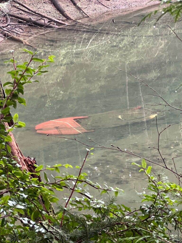 a red umbrella in a pond (MyCoast AI)