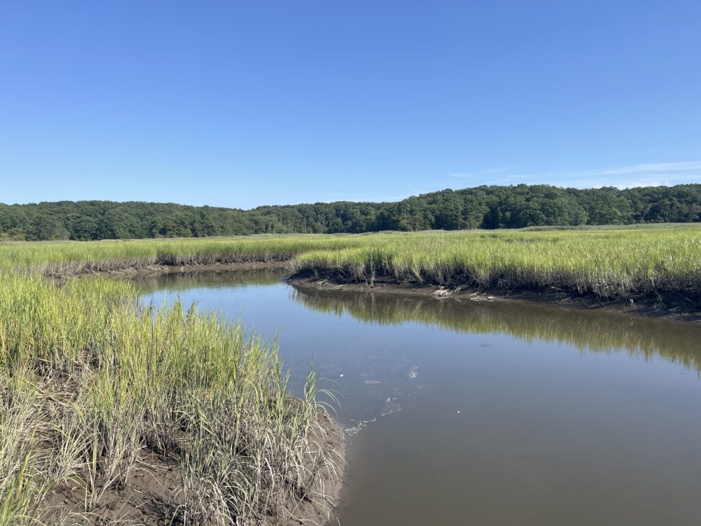 a body of water with grass and trees around it (MyCoast AI)