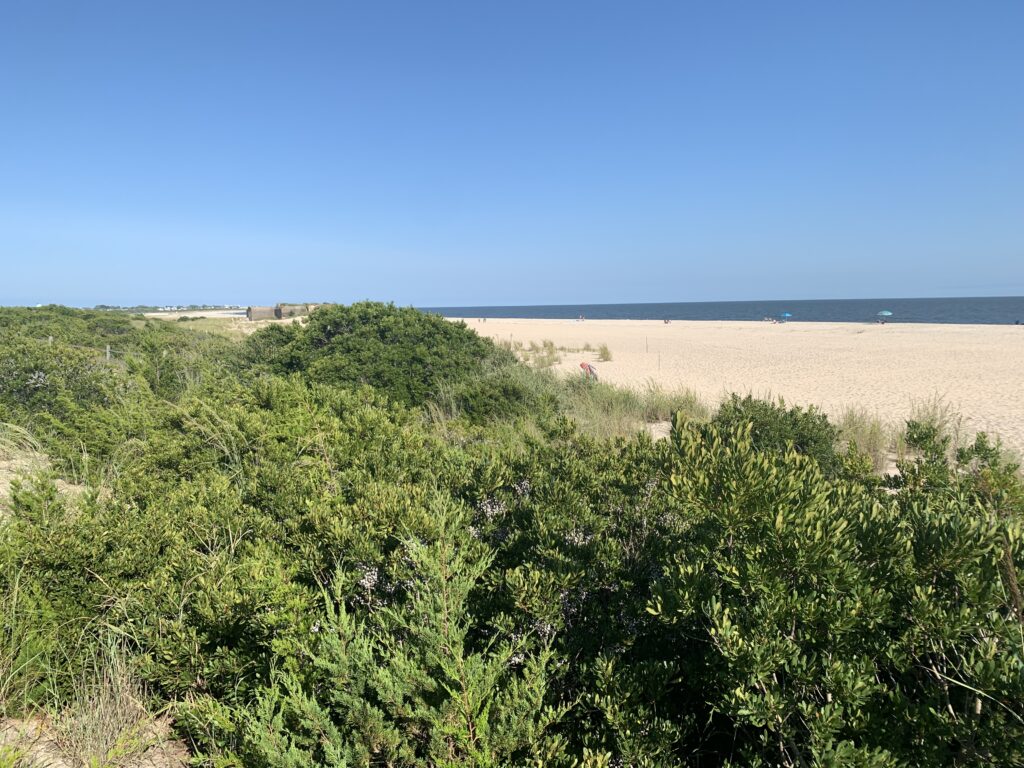 a landscape with trees and a body of water in the background (MyCoast AI)