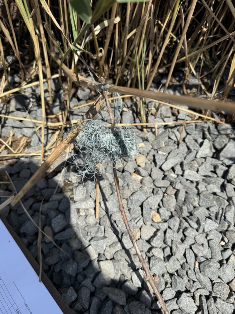 a large insect on a rock (MyCoast AI)