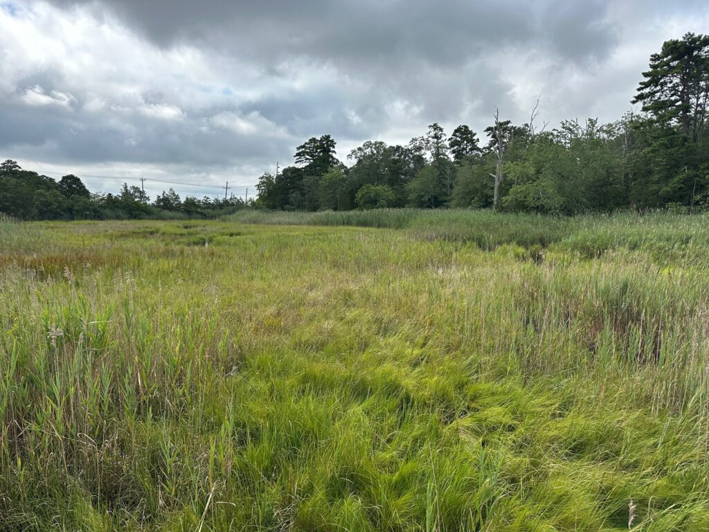 a grassy field with trees in the background (MyCoast AI)
