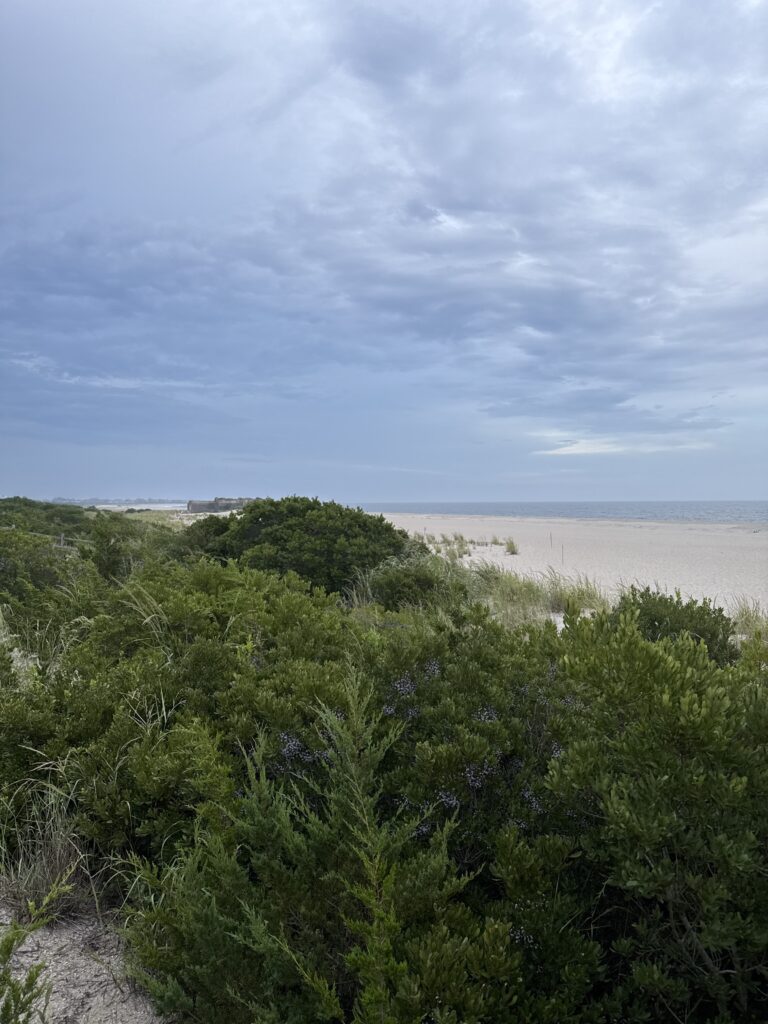 a group of trees next to a body of water (MyCoast AI)