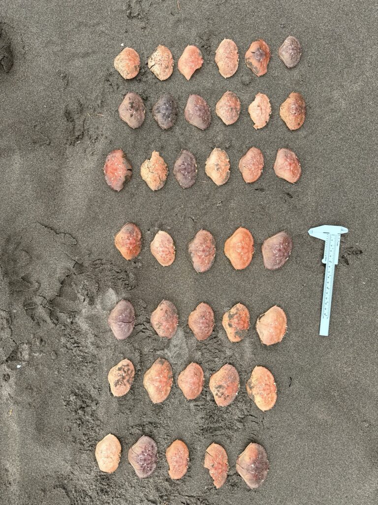 a group of brown and white objects (MyCoast AI)