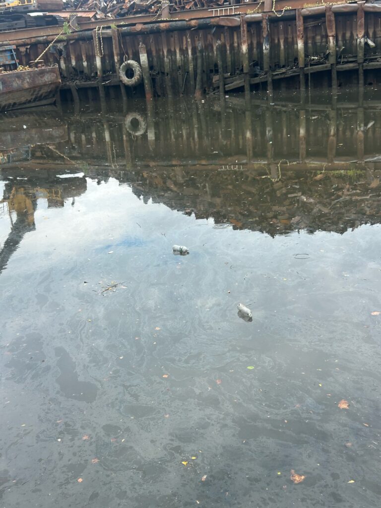 a bird on a dock (MyCoast AI)