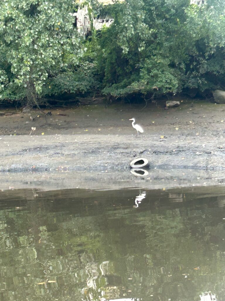 a couple of birds on a beach (MyCoast AI)