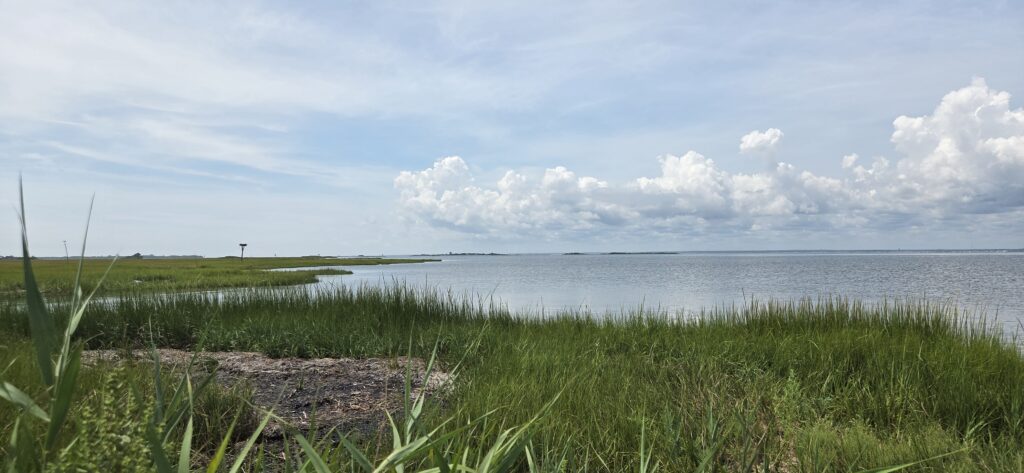 a grassy area next to a body of water (MyCoast AI)