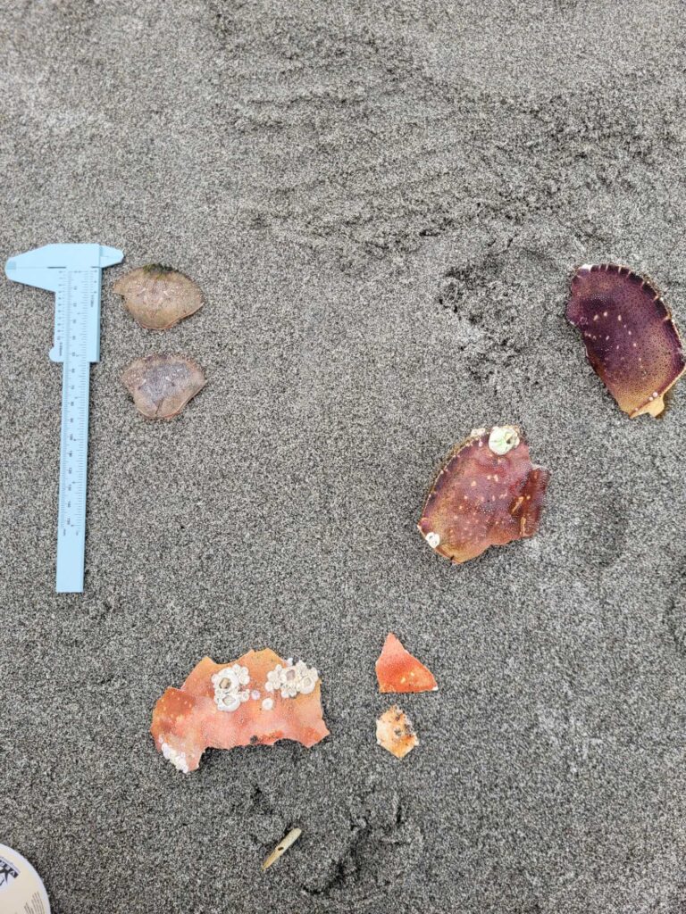 a group of rocks on the ground (MyCoast AI)