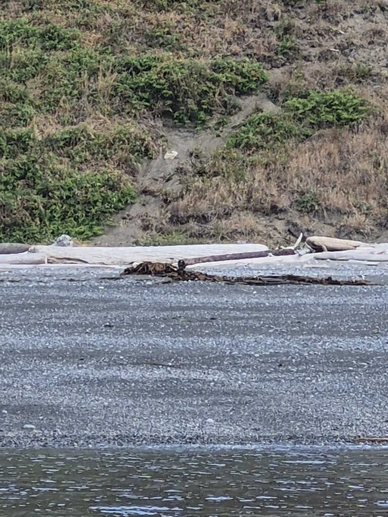 a group of alligators on a beach (MyCoast AI)