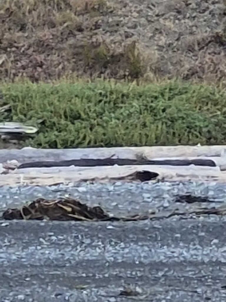 a crocodile in the water (MyCoast AI)