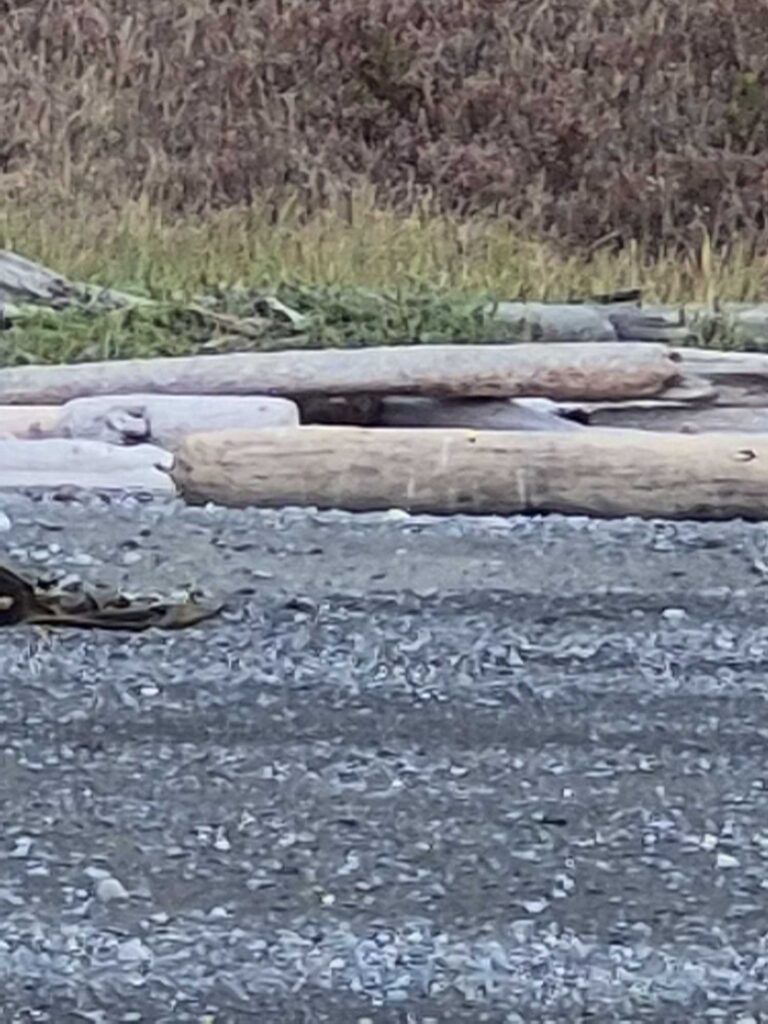 a group of logs in a river (MyCoast AI)