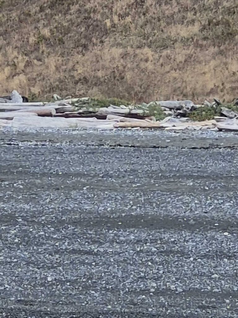 a group of rocks on a beach (MyCoast AI)