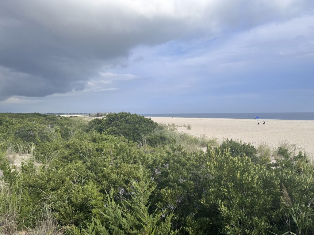 a beach with trees and bushes (MyCoast AI)