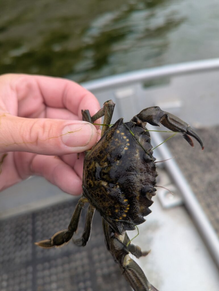 a hand holding a small turtle (MyCoast AI)