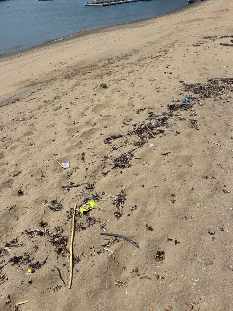 a flower in the sand (MyCoast AI)