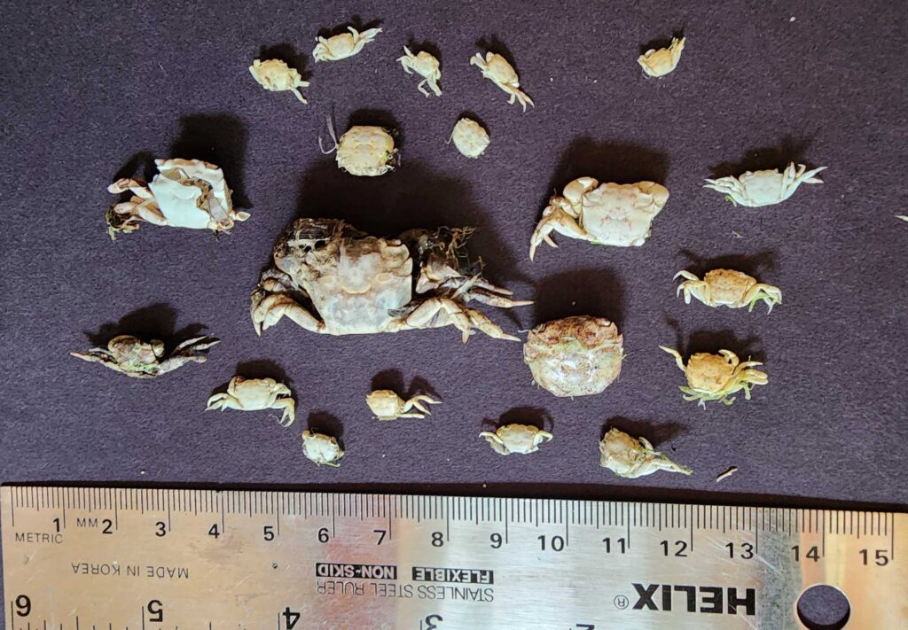 a group of rocks (MyCoast AI)