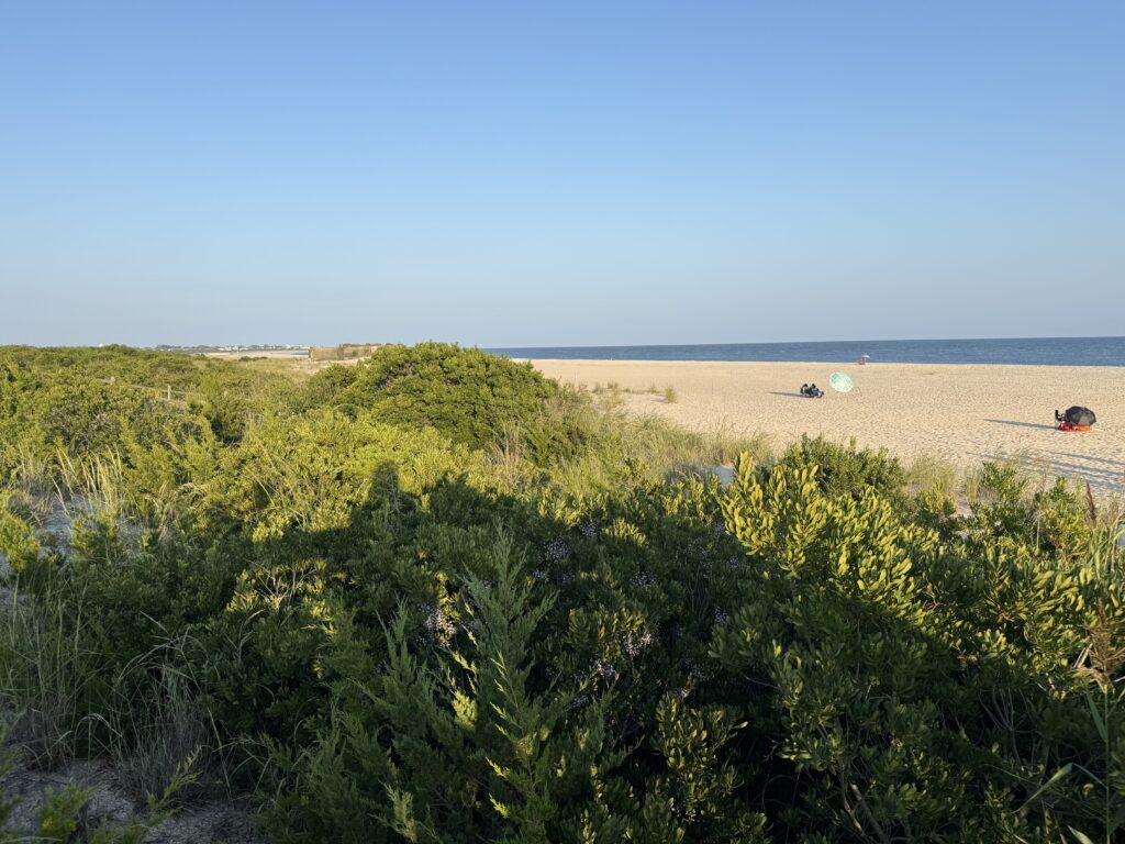 a beach with bushes and trees (MyCoast AI)