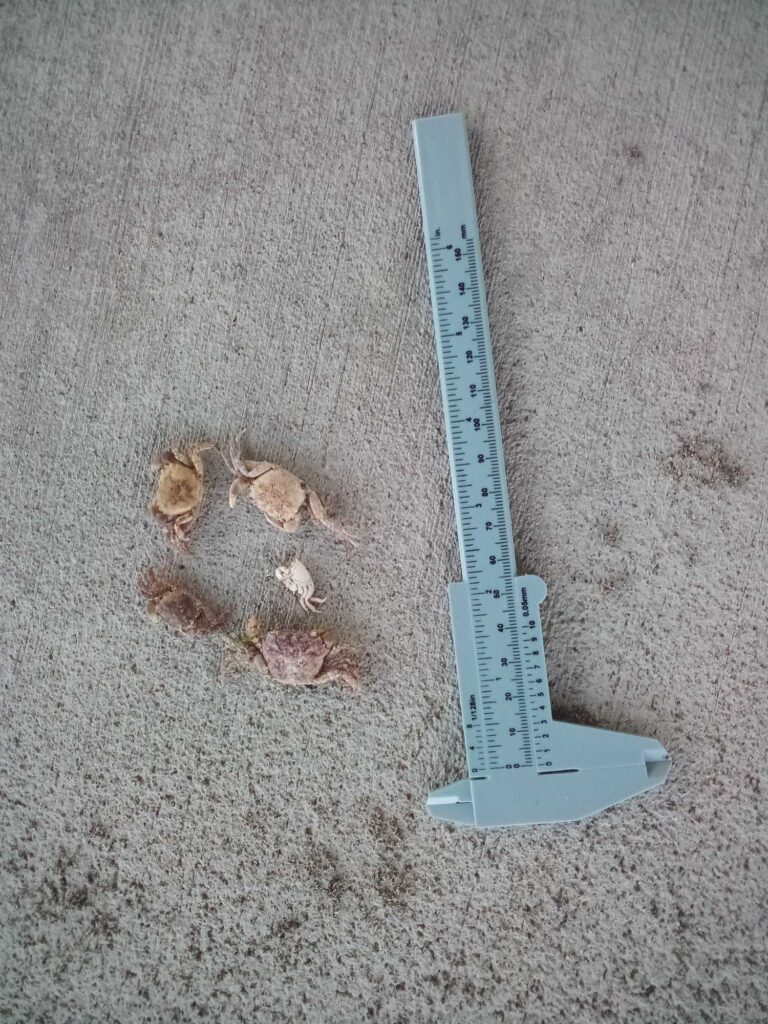 a blue shovel and some small animals (MyCoast AI)