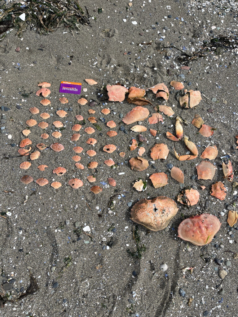 a group of small rocks (MyCoast AI)
