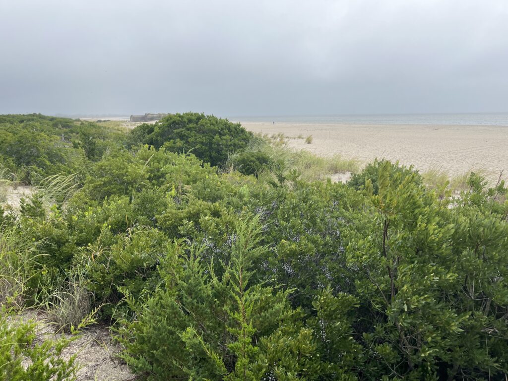 a large group of trees (MyCoast AI)
