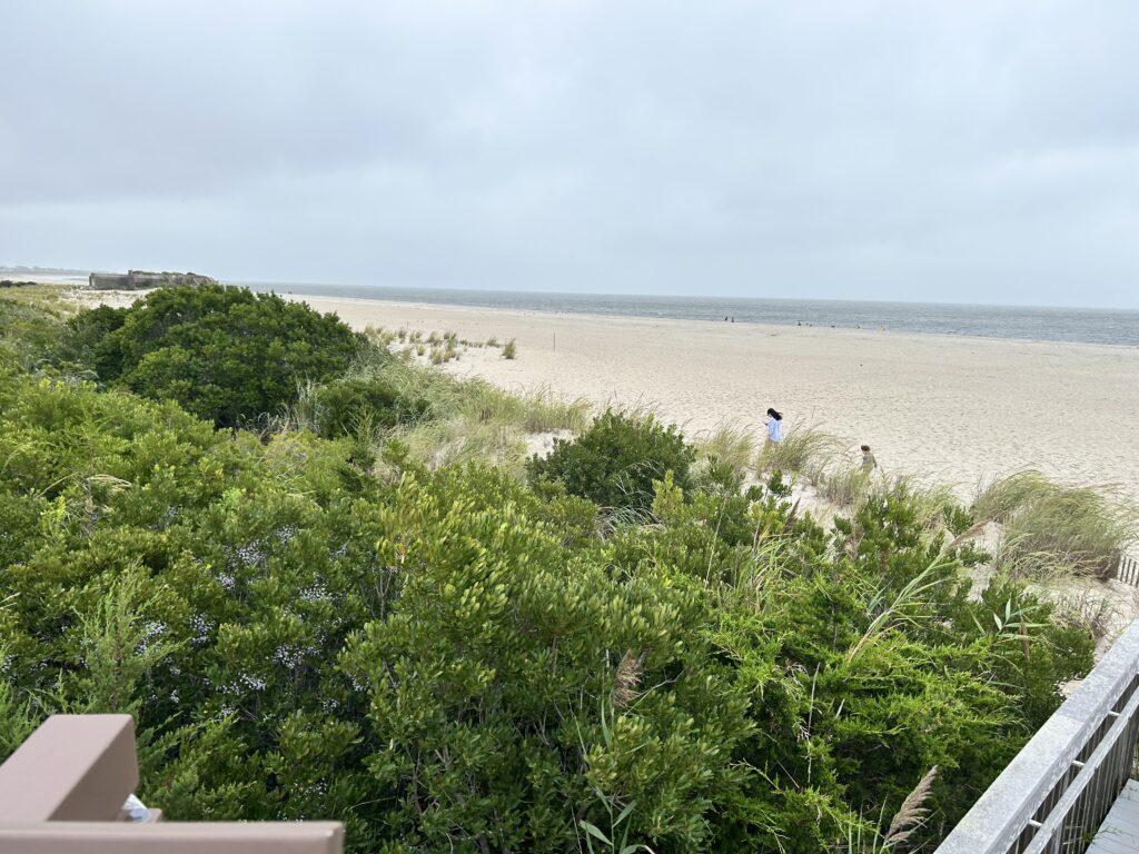 a beach with trees and bushes (MyCoast AI)