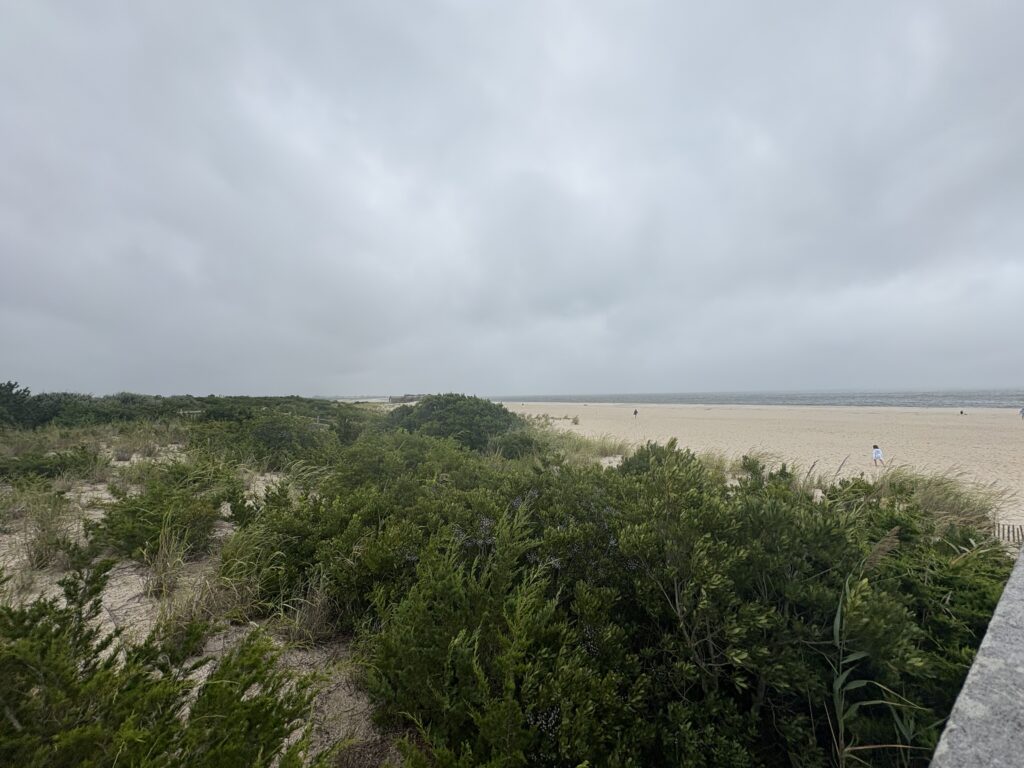 a beach with trees and bushes (MyCoast AI)